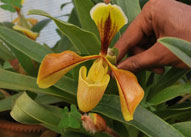 Palmyra Palm